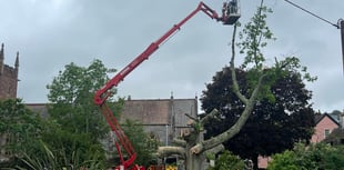 Emergency work on tree due to safety fears 