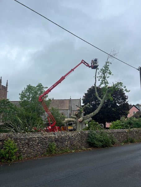 The unsafe Red Oak in Dawlish being removed. Photo Katie Cleminson
