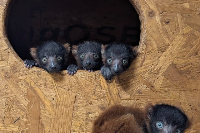 Rare red-ruffed lemur quads born