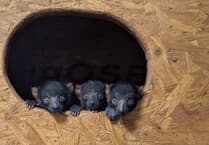 Shaldon's rare lemur quadruplets boost conservation