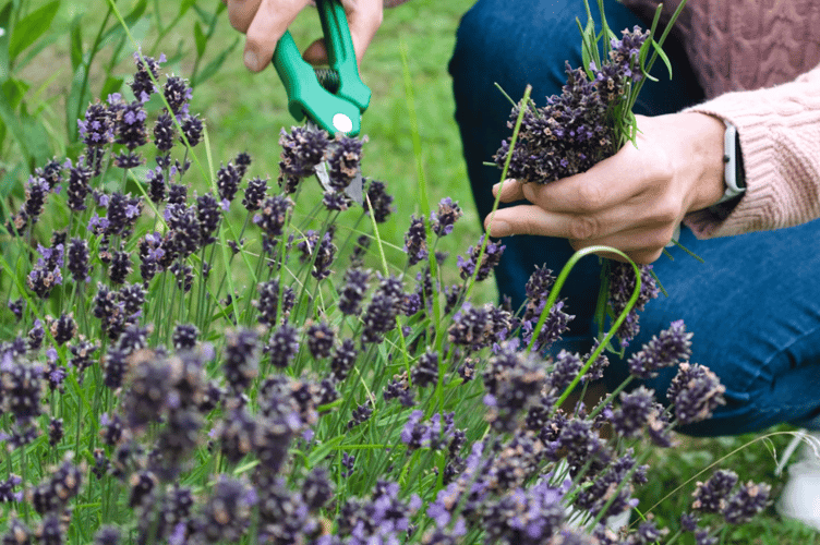 Gardening stock image 