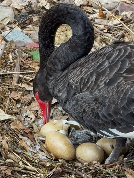 Black swan eggs hatching. Photo Pilchard Cottage 