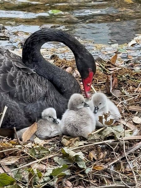 The three new fluffy Black Swan cygnets in Dawlish. Photo Pilchard Cottage