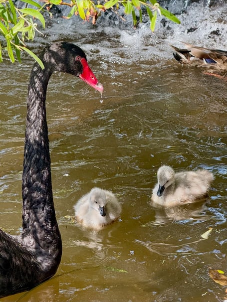 The two surviving Black Swan cygnets with dad Bluey. Photo Pilchard Cottage