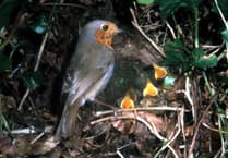 Nature Diary - 2001: The Garden Odyssey continues