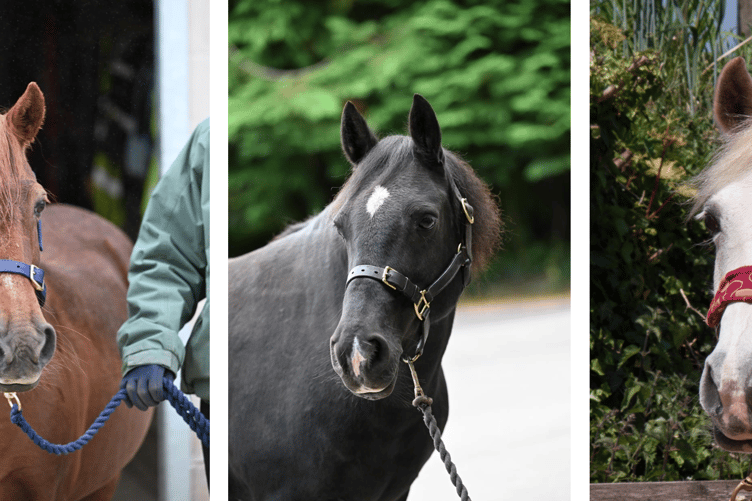 Mare and Foal Sanctuary