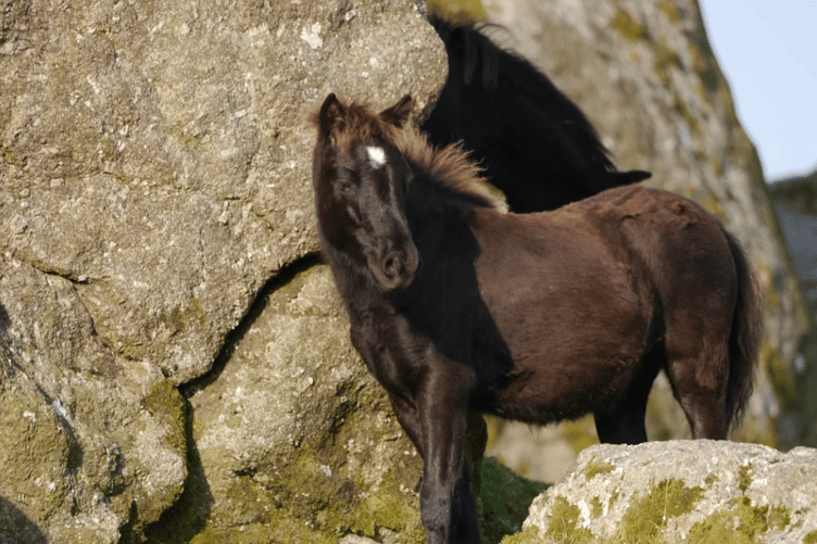 Dartmoor stock image