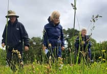 Record orchid numbers at thriving Dartmoor meadow habitat