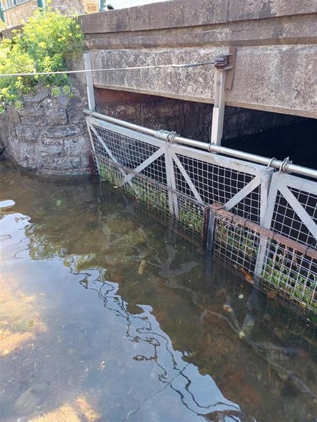 New fencing installed on Dawlish Brook. Photo Dawlish waterfowl wardens