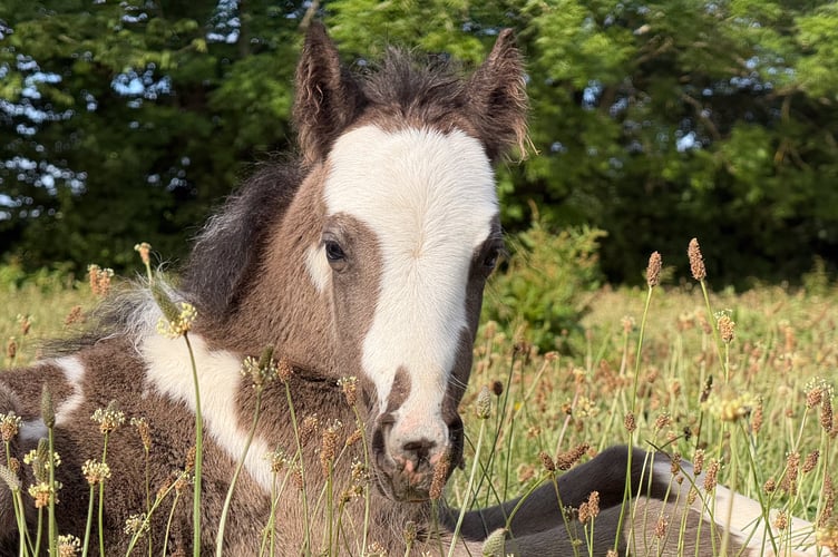 Tiny Mika - the filly foal with a heart murmur - has found a lifelong home at The Mare and Foal Sanctuary. Photo: The Mare and Foal Sanctuary