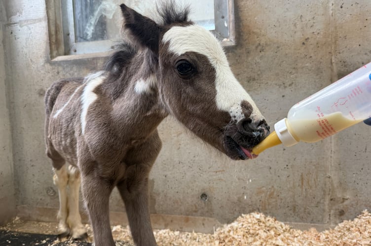 Tiny Mika - the filly foal with a heart murmur finds a lifelong home at The Mare and Foal Sanctuary