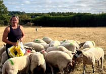 Farmers need support on drought and Bluetongue, says Devon councillor
