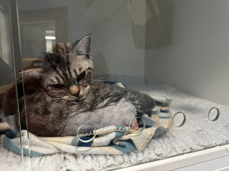 Minnie the cat following surgery to amputate her tail. Photo supplied