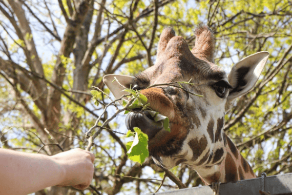 Paignton Zoo