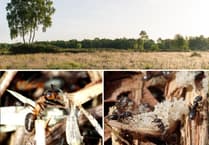 Erratic Ants' habitat safeguarded in Teignbridge