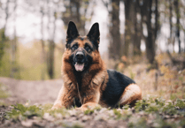 Devon & Cornwall Police has 65 police dogs – and 45 handlers