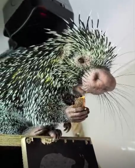 Brazilian porcupine Xiorra, a new resident at Shaldon Wildlife Trust