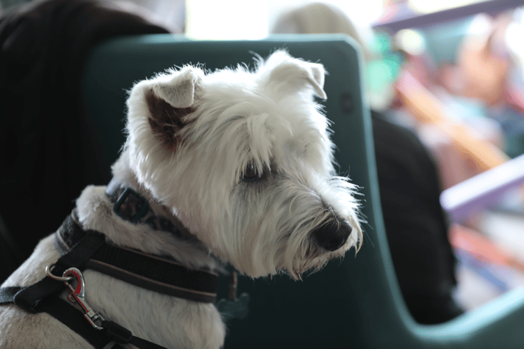 Gus, the unofficial mascot of The Young Ones