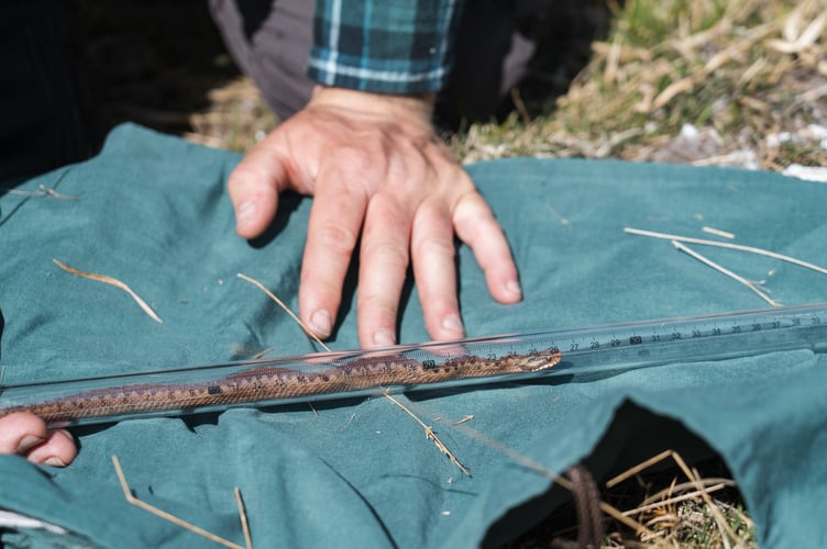 Adder being measured at Haldon Forest, Photo Forestry England Crown Copyright