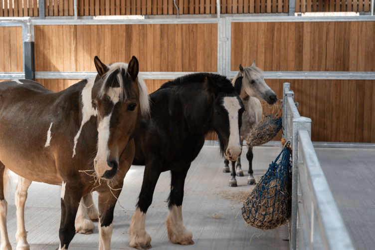 Mare and Foal Sanctuary