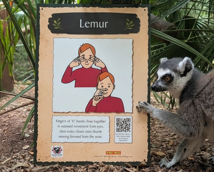 A lemur with its BSL sign board at Shaldon Wildlife Trust