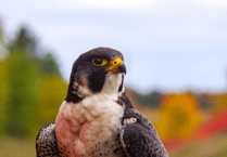 Is a new chapter on the horizon for Hawkridge Birds of Prey?