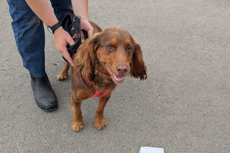 Cocker spaniel Brandy. Photo RSPCA